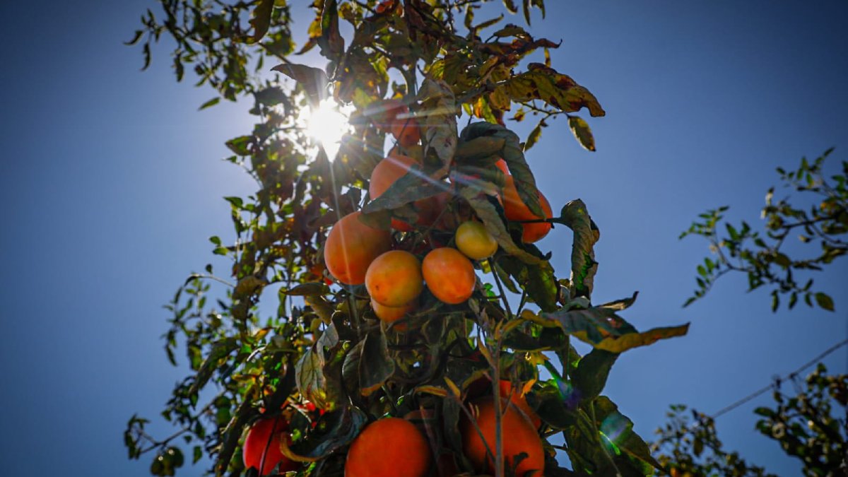 expo agro 2026 en culiacan sinaloa mandarina