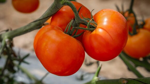 Sinaloa tiene una importancia especial en el acuerdo para estabilizar el precio del tomate, asegura Sheinbaum