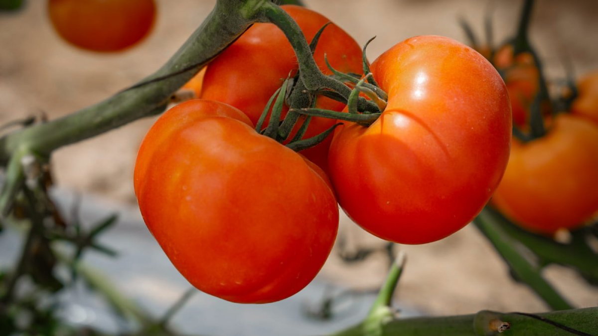 expo agro 2026 en culiacan sinaloa tomate
