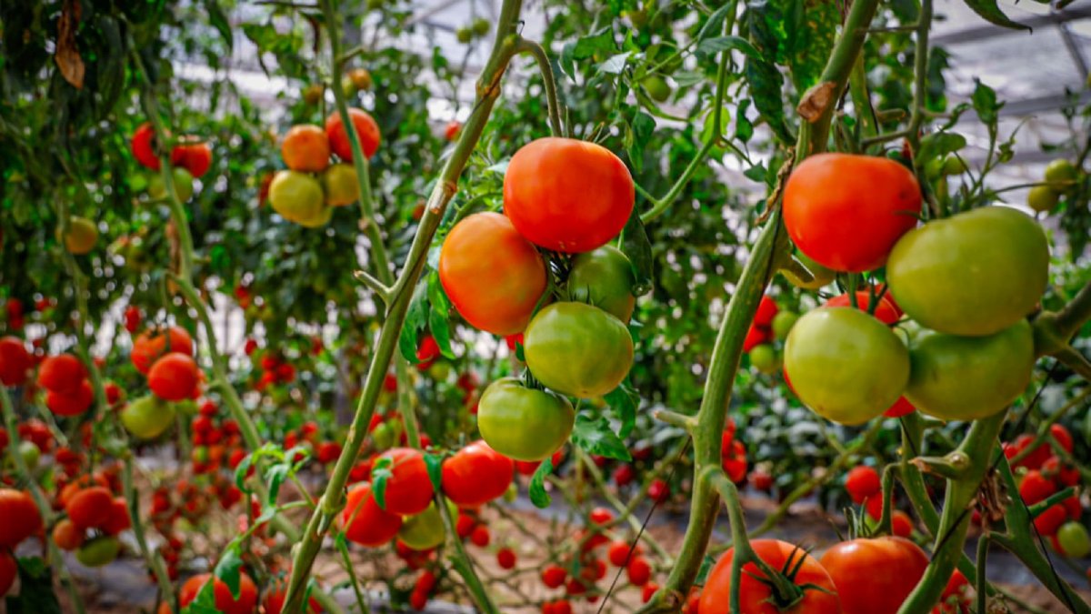 expo agro 2026 en culiacan sinaloa tomates