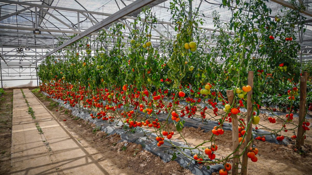 expo agro 2026 en culiacan sinaloa vivero