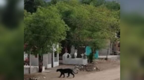 ¡Era fake! Descarta PC Culiacán, Sinaloa presencia de una pantera en El Ranchito