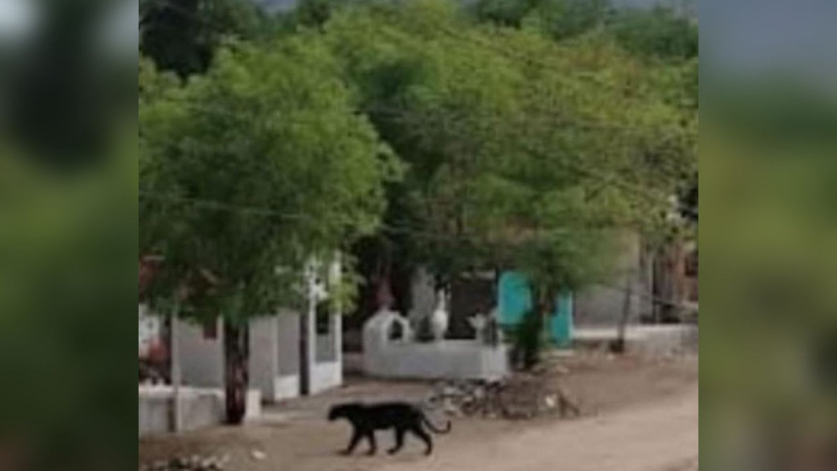 fake aparicion de pantera en el ranchito en culiacan
