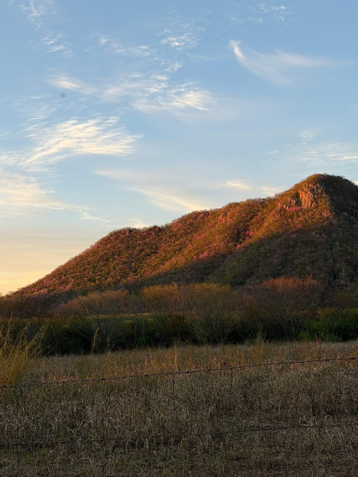 Amapas pintan de rosa los cerros de Mocorito