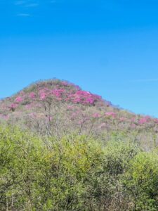 Amapas pintan de rosa los cerros de Mocorito