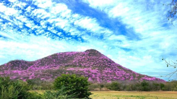 FOTOS | Amapas pintan de rosa los cerros de Mocorito y cautivan a la población