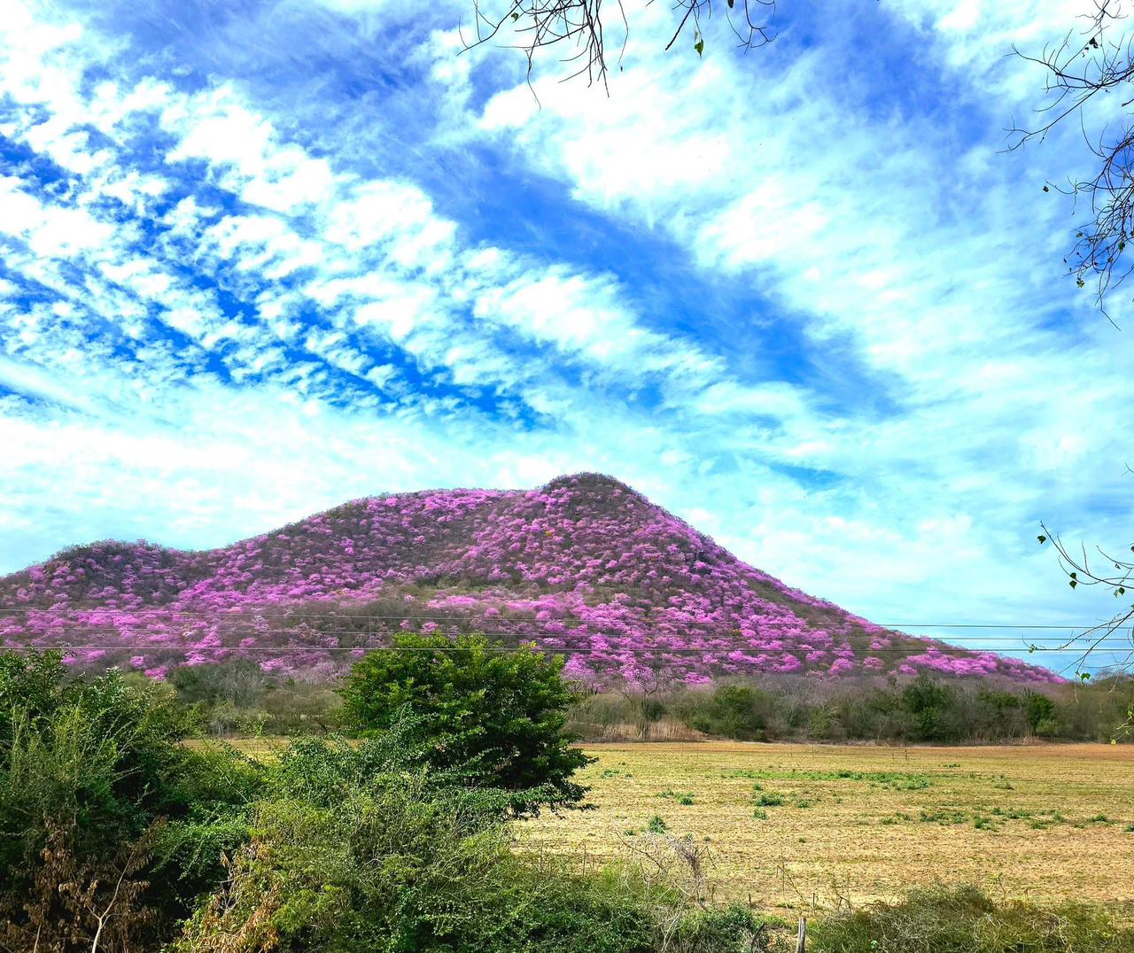 Amapas pintan de rosa los cerros de Mocorito