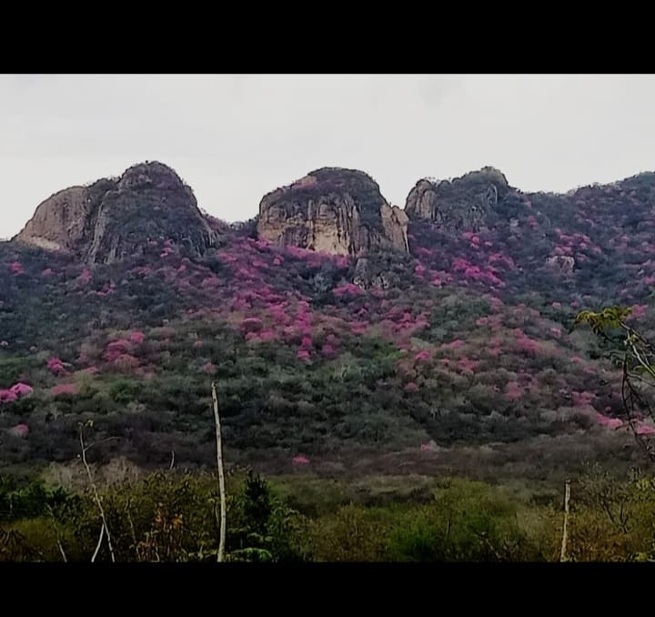 Amapas pintan de rosa los cerros de Mocorito