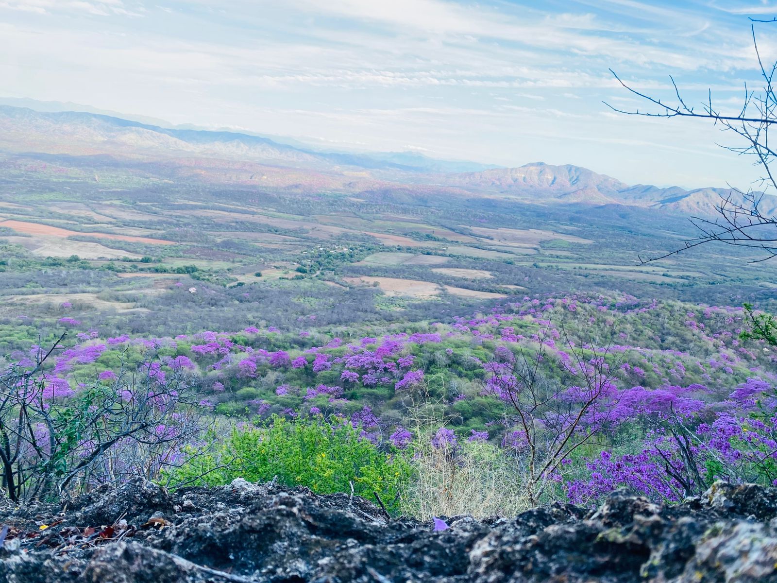 Amapas pintan de rosa los cerros de Mocorito
