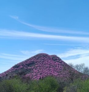 Amapas pintan de rosa los cerros de Mocorito