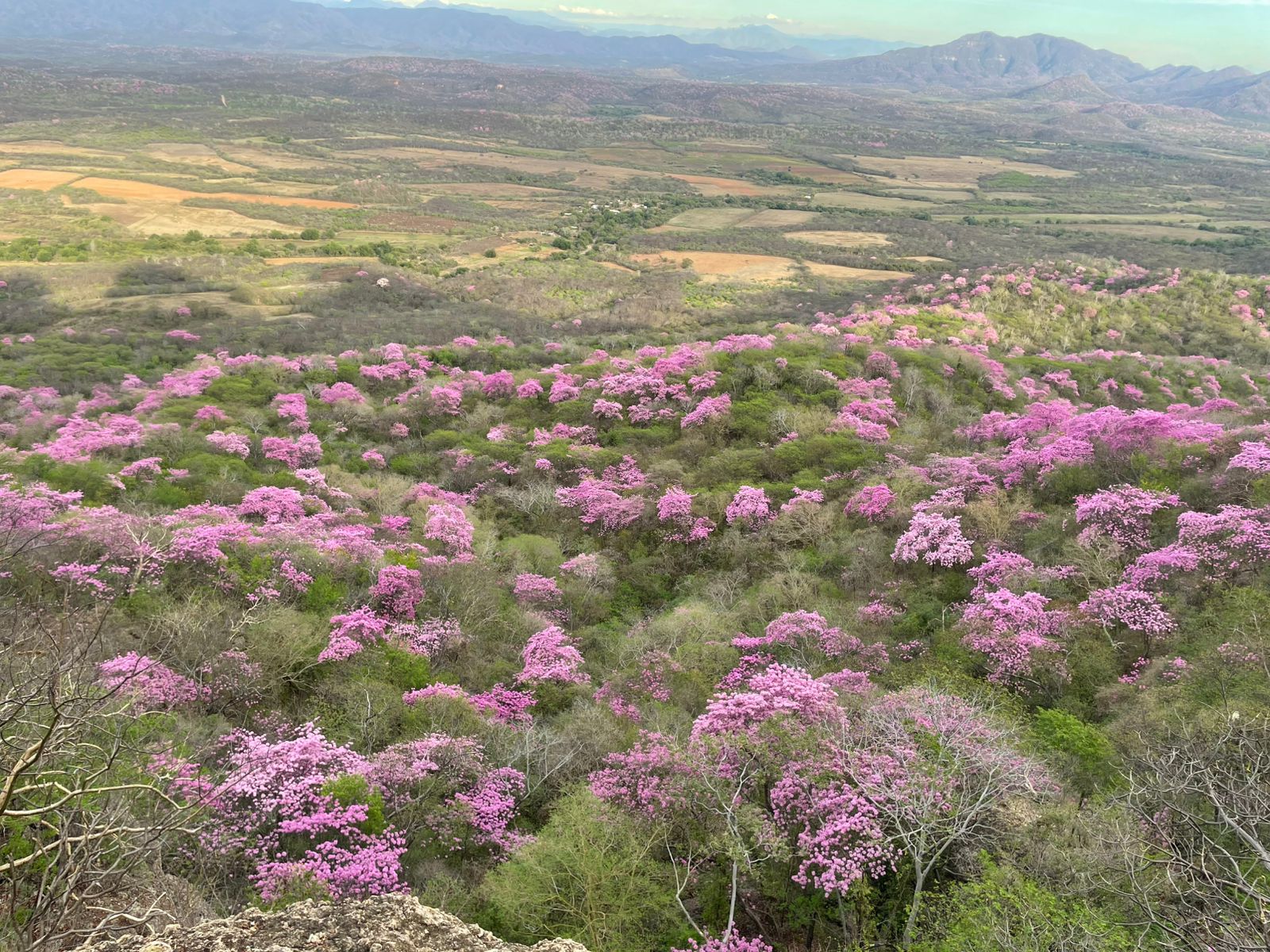 Amapas pintan de rosa los cerros de Mocorito