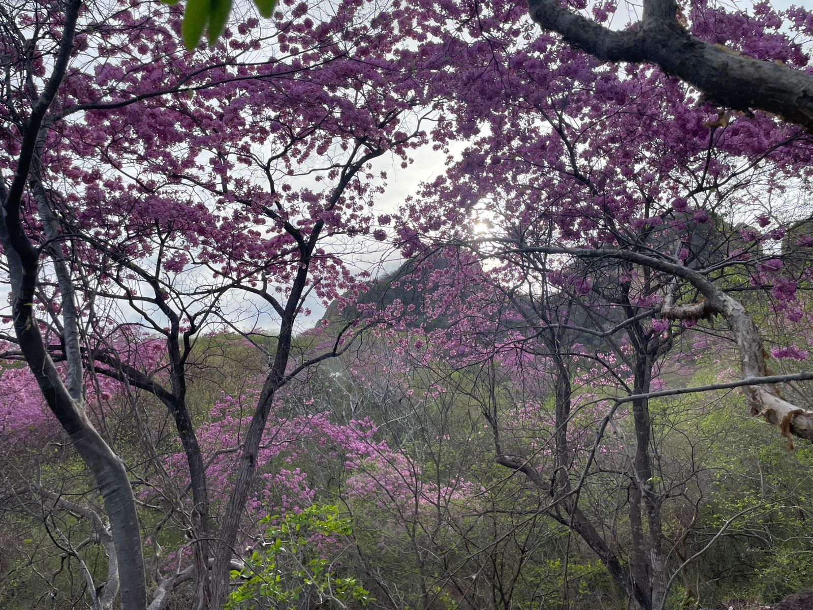 Amapas pintan de rosa los cerros de Mocorito
