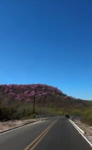 Amapas pintan de rosa los cerros de Mocorito