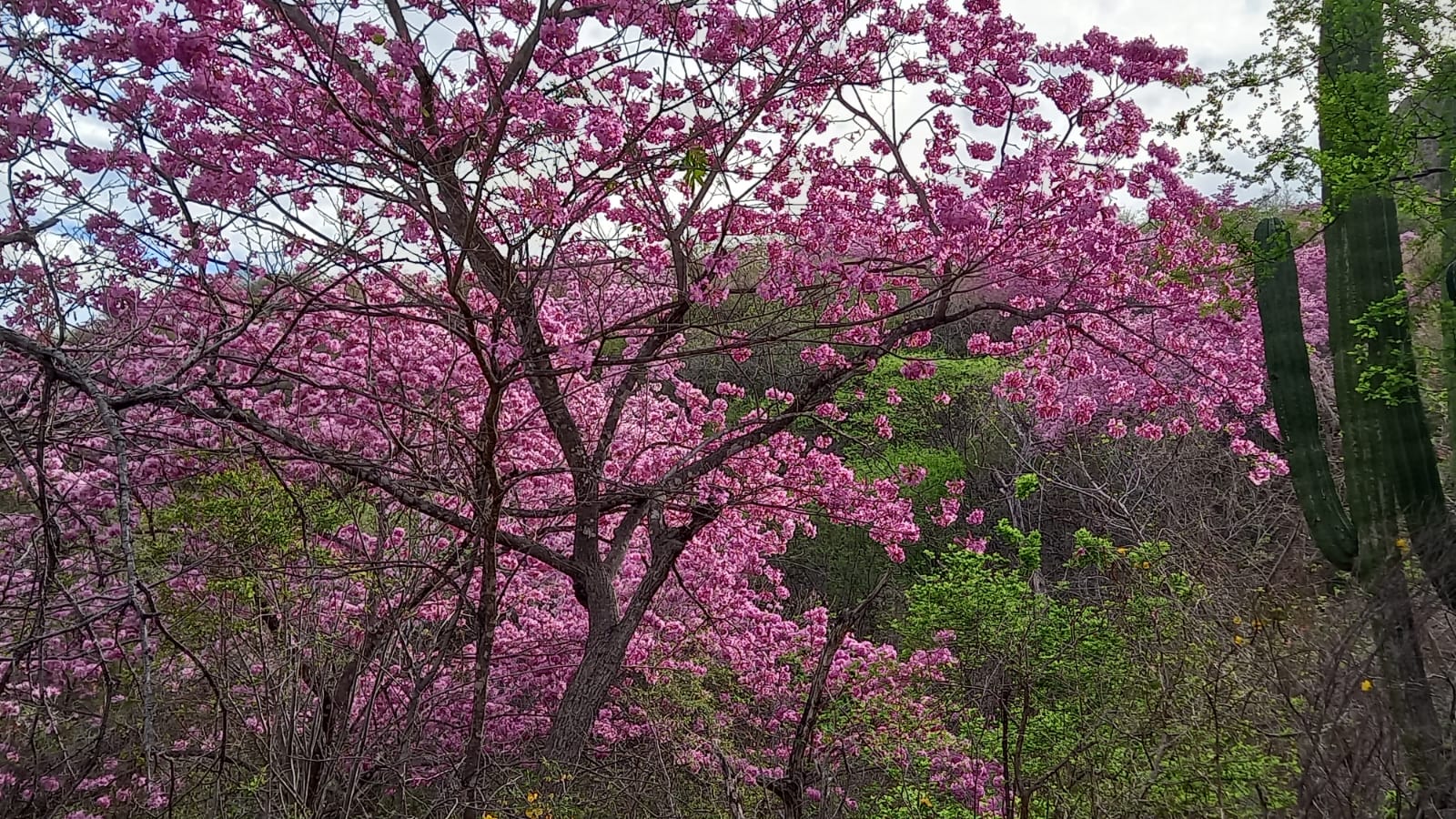 Amapas pintan de rosa los cerros de Mocorito