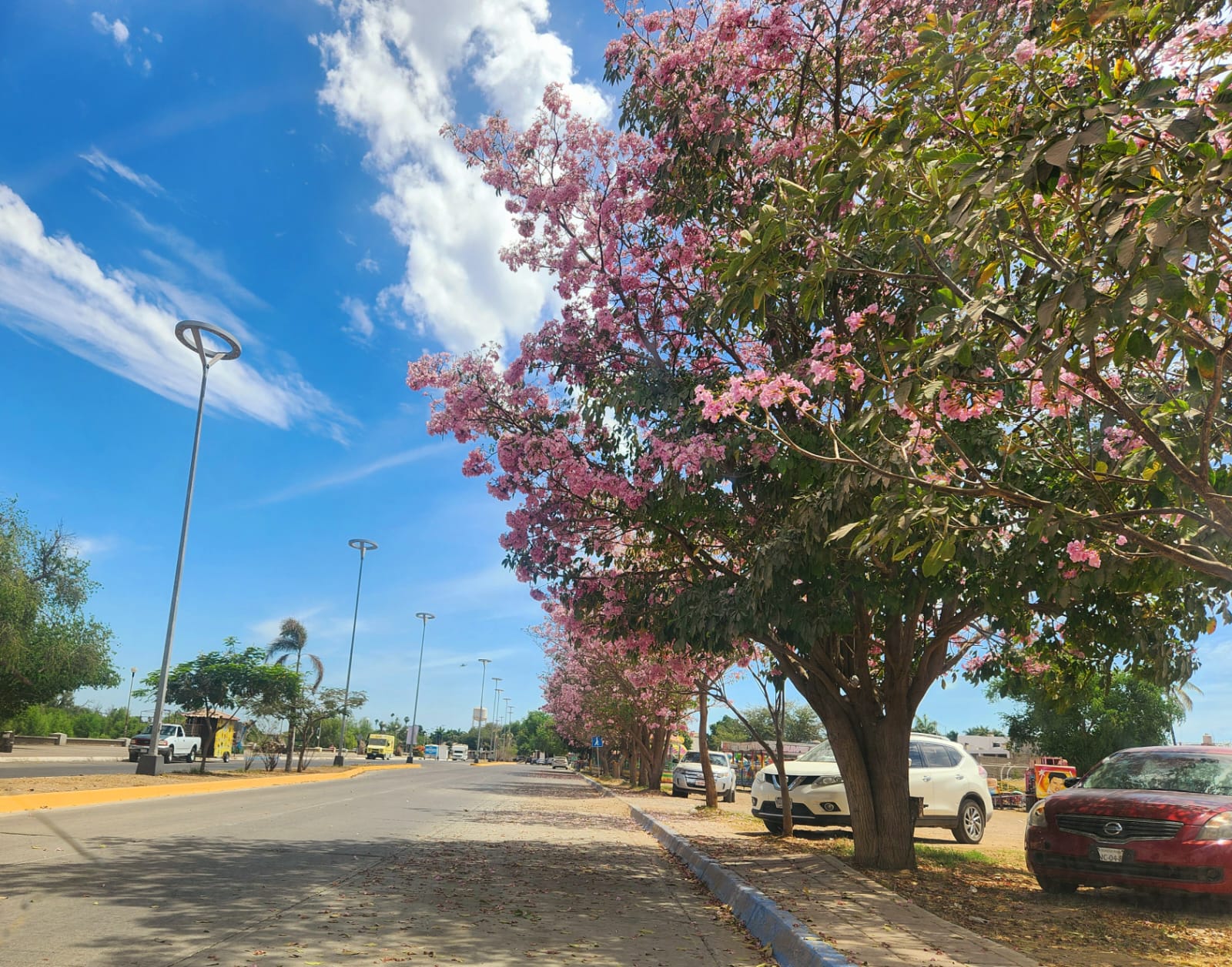 Amapas florecidas