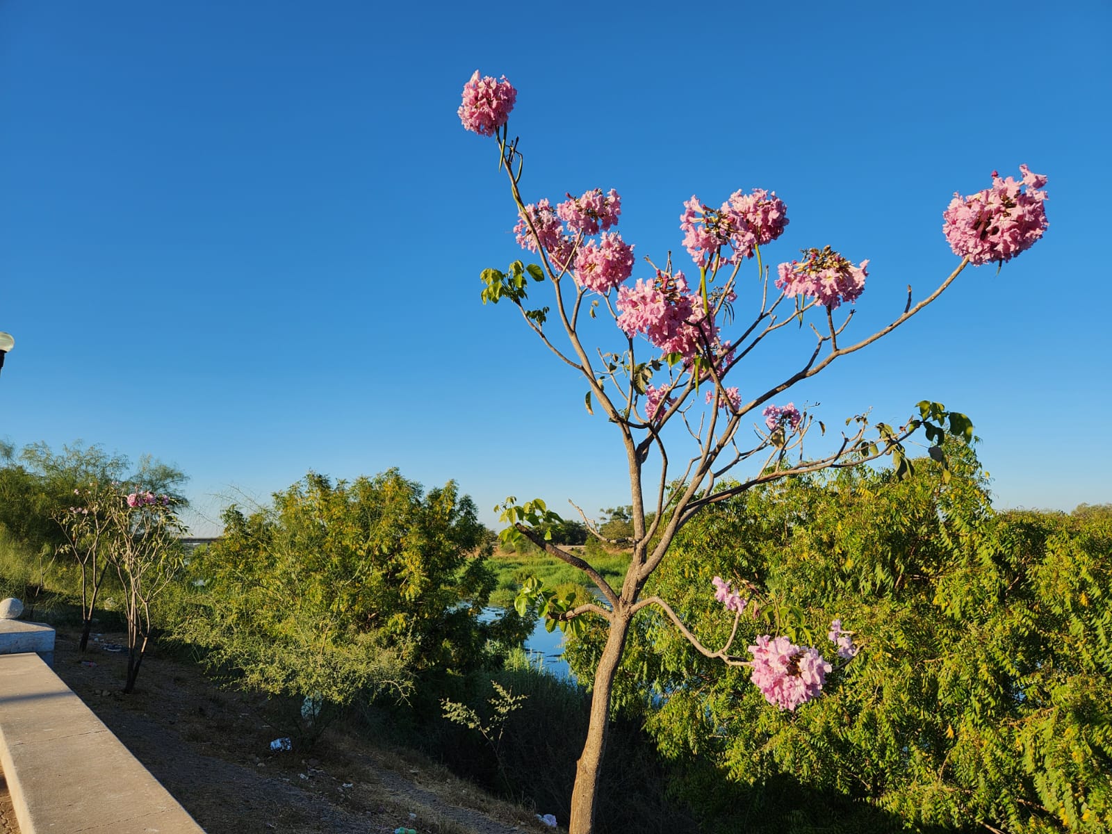 Amapas florecidas