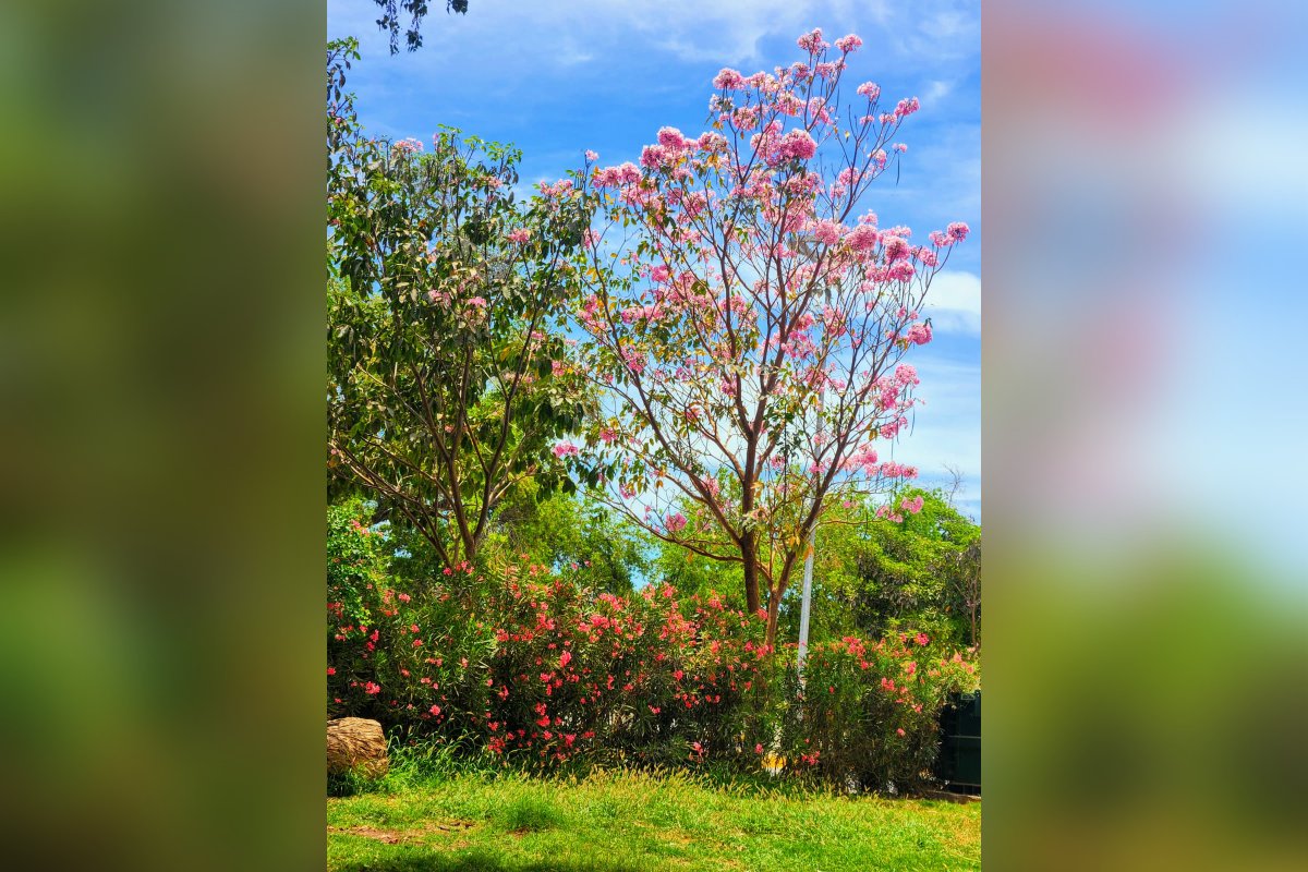Amapas florecidas
