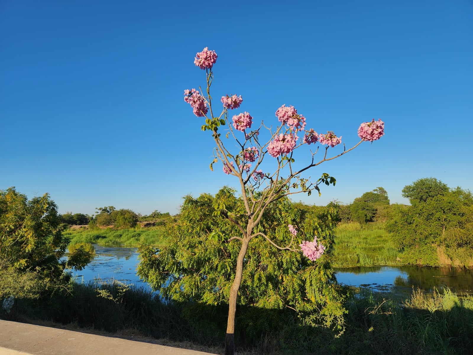 Amapas florecidas