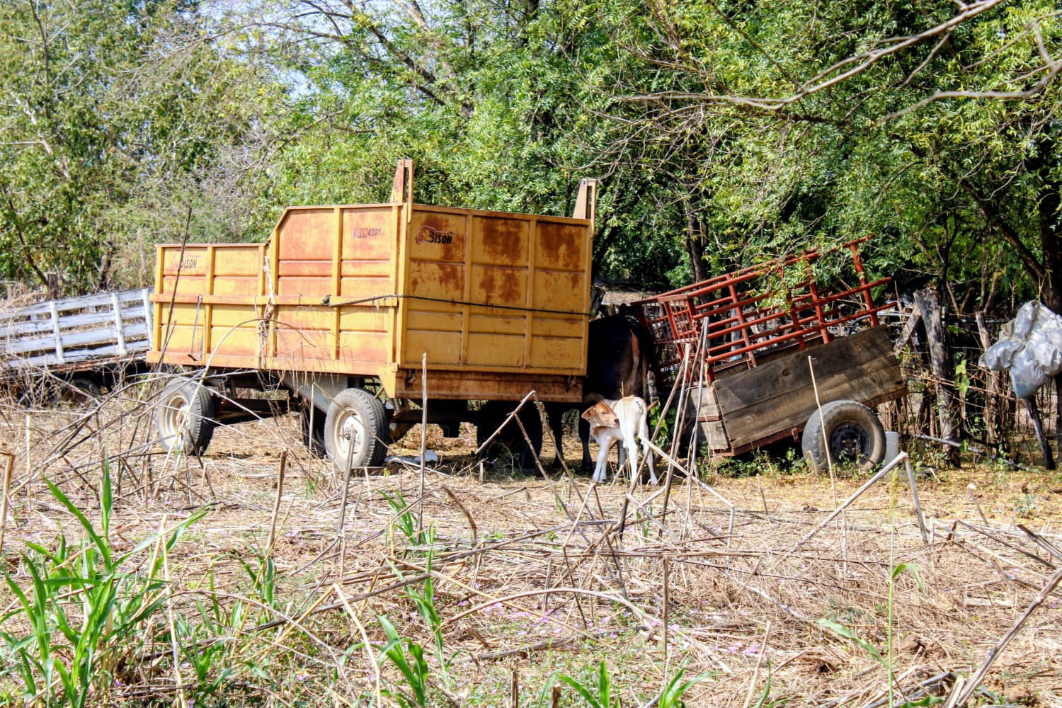 cabezas de ganado