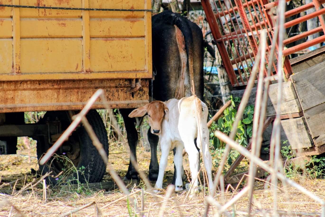 cabezas de ganado