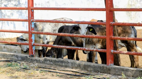 Ganadera de El Fuerte afianza su labor en la protección de animales; presentan informe de labores 2025