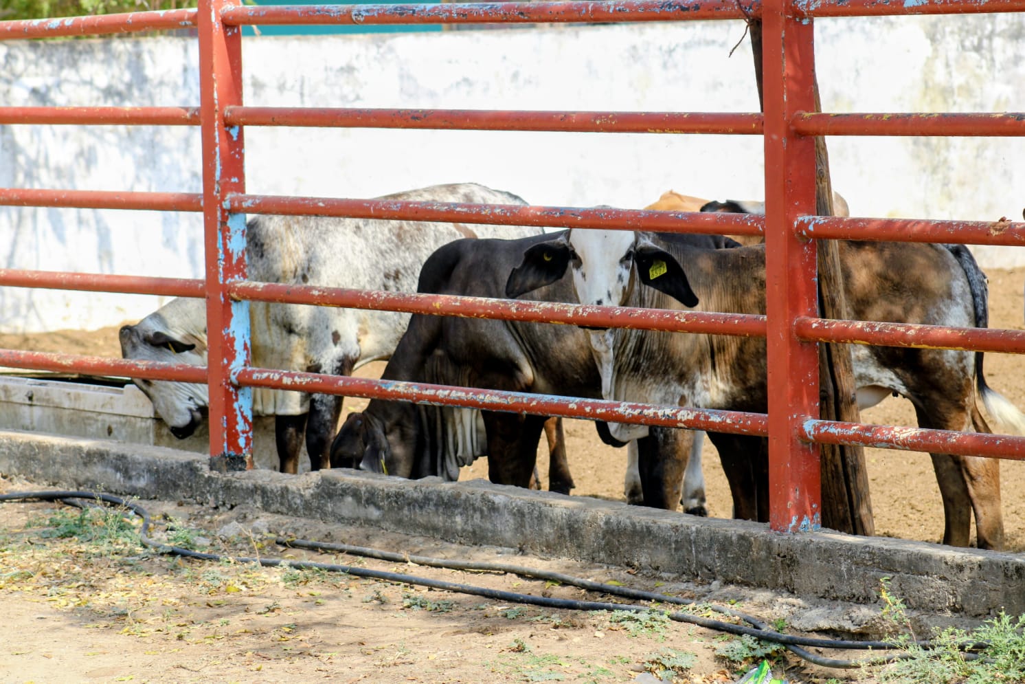 cabezas de ganado