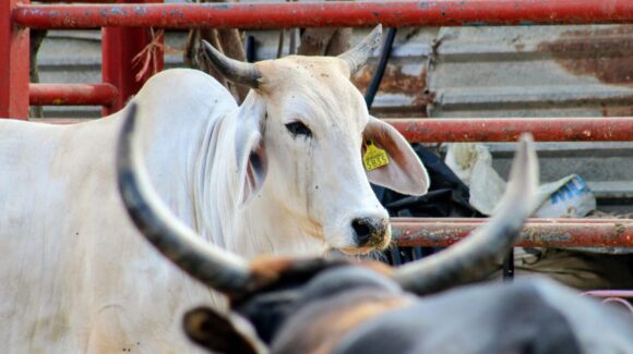 Capacitan a ganaderos de Ahome, Sinaloa, sobre metodologías para administrar ranchos de producción de leche y carne