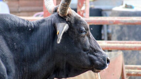 Se empieza a escasear el agua en zona de Mazatlán; ganaderos comienzan a acarrearla en pipa para cubrir a sus animales
