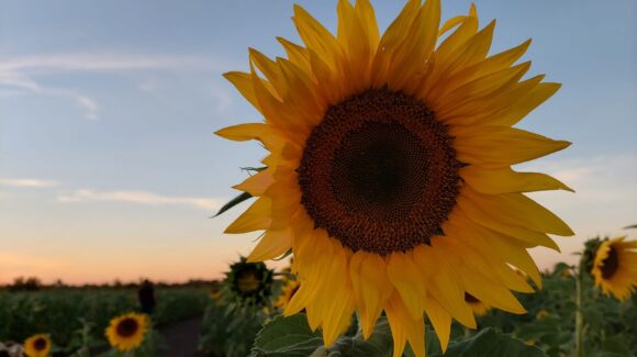 Visita a campos de girasoles en Mocorito, Sinaloa, genera recursos en beneficio del Cuerpo de Bomberos