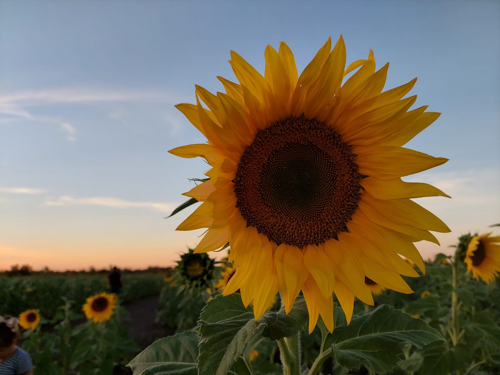 Campo de girasoles en Mocorito