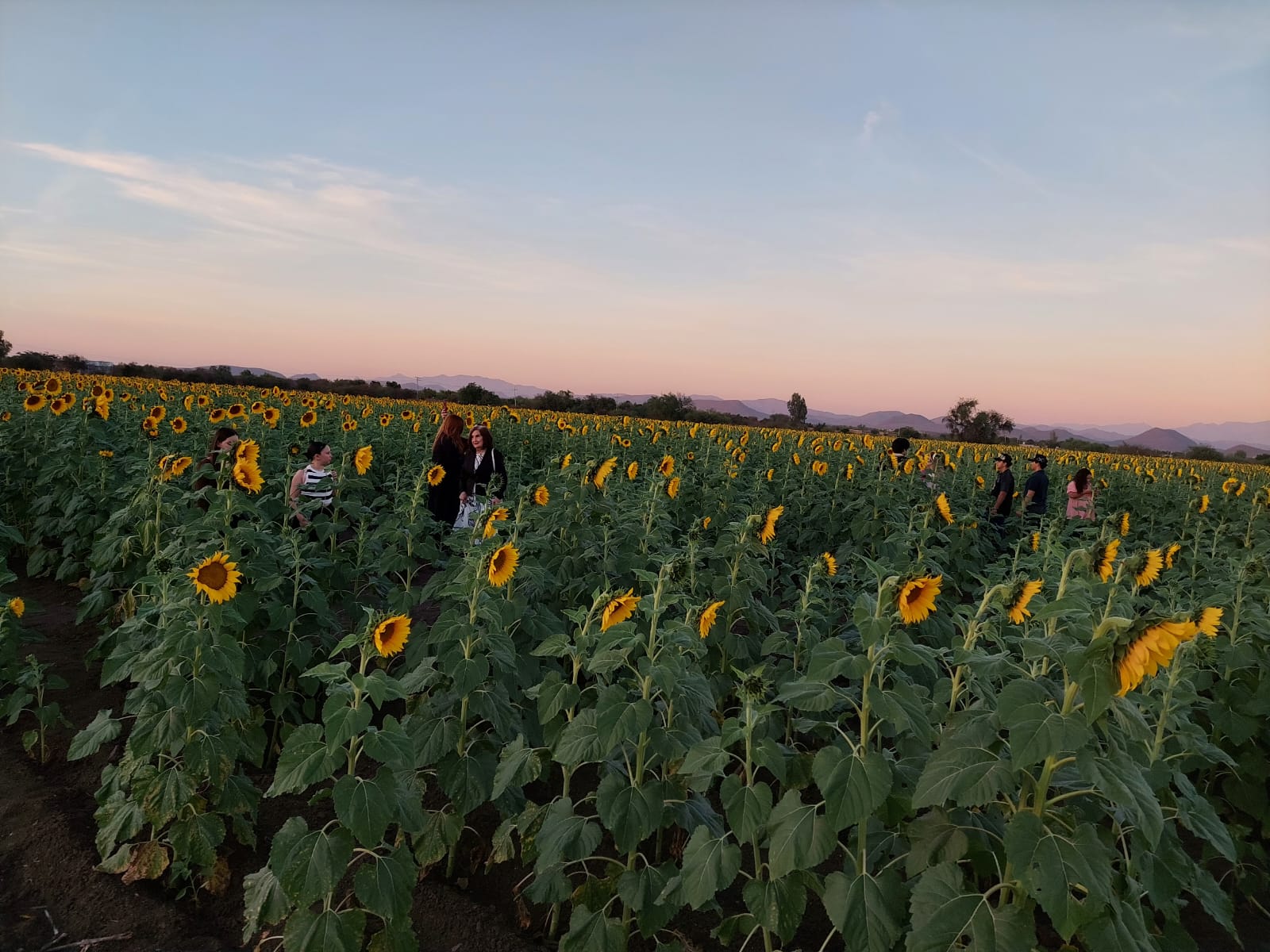 Campo de girasoles en Mocorito