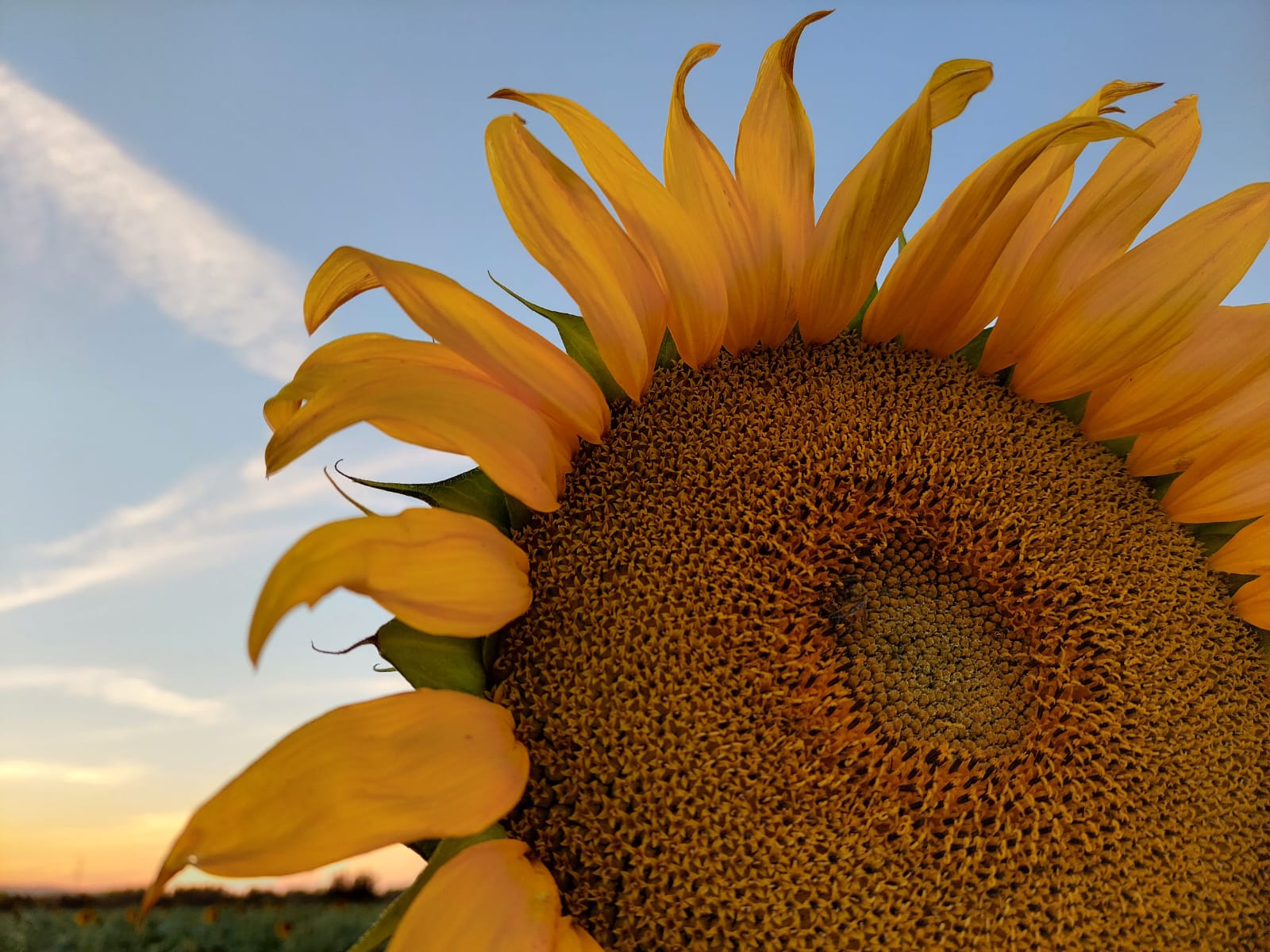 Campo de girasoles en Mocorito