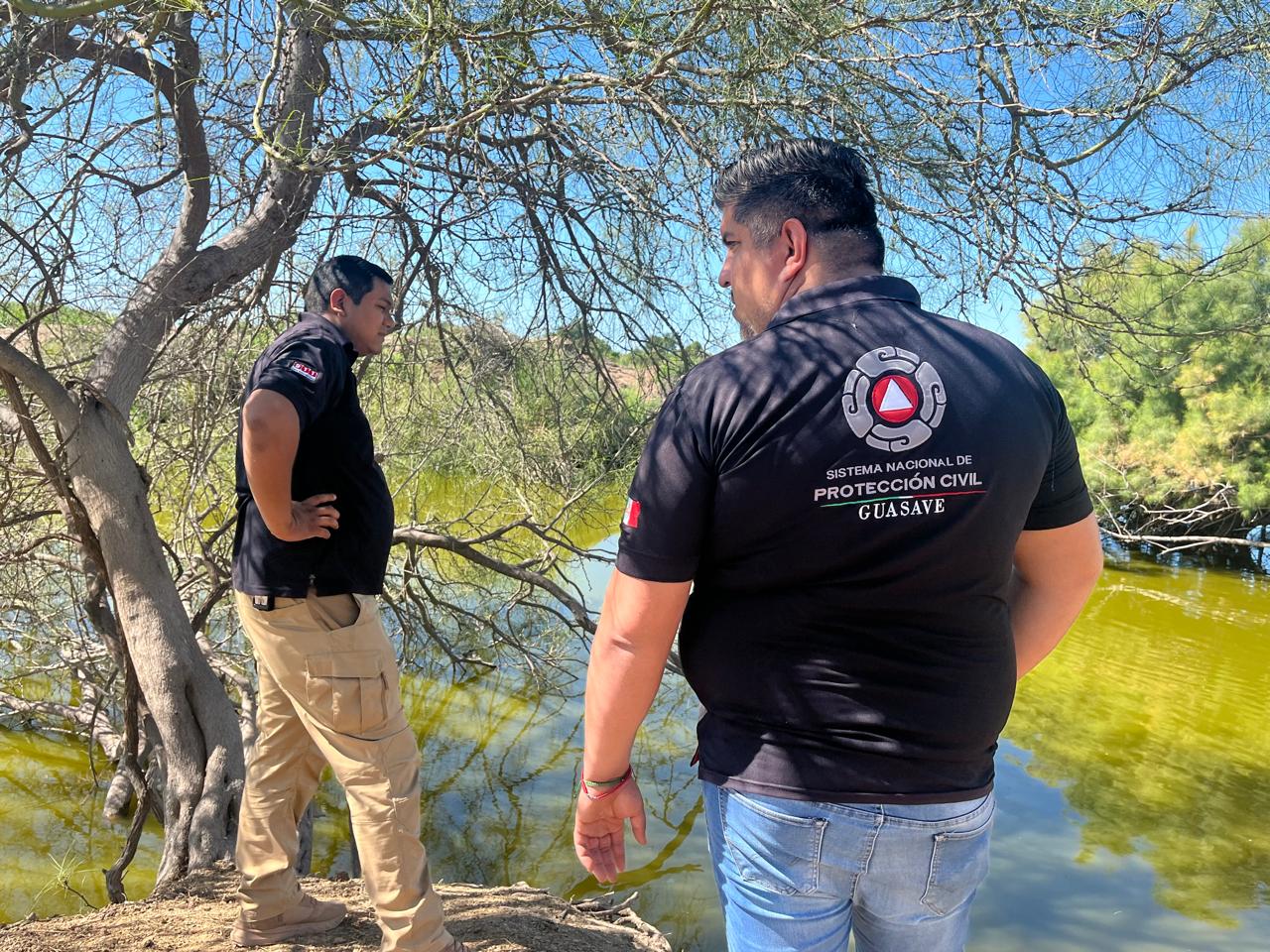 Autoridades intentan capturar al cocodrilo de Carricitos, Guasave, para reubicarlo