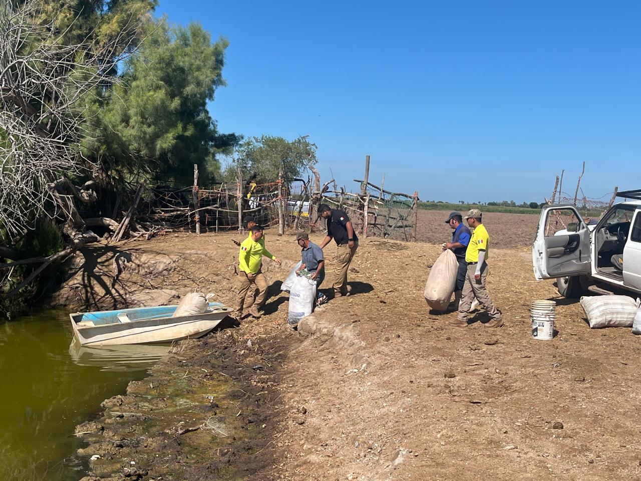 Autoridades intentan capturar al cocodrilo de Carricitos, Guasave, para reubicarlo