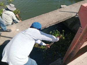 Jumapam retira lirio acuático del Dique 5, en Mazatlán
