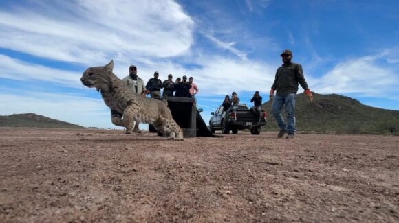 ¡Un espíritu libre y en su ambiente! Liberan en playa El Jito a lince rojo capturado con trampa artesanal en Guasave, Sinaloa