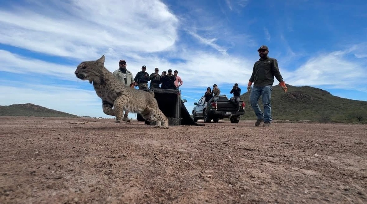 Liberan a Lince en la bahía de Navachiste