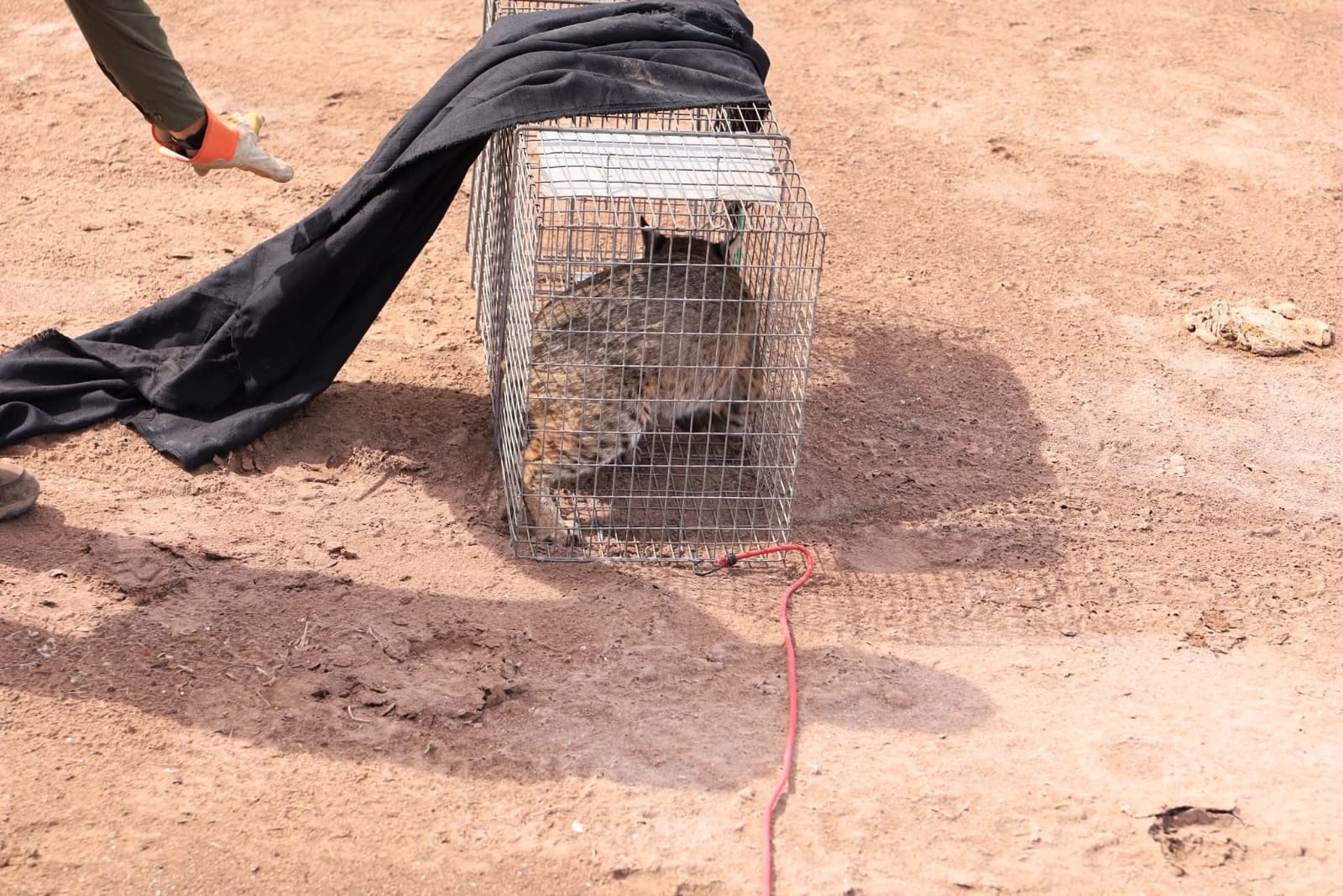 Liberan a Lince en la bahía de Navachiste