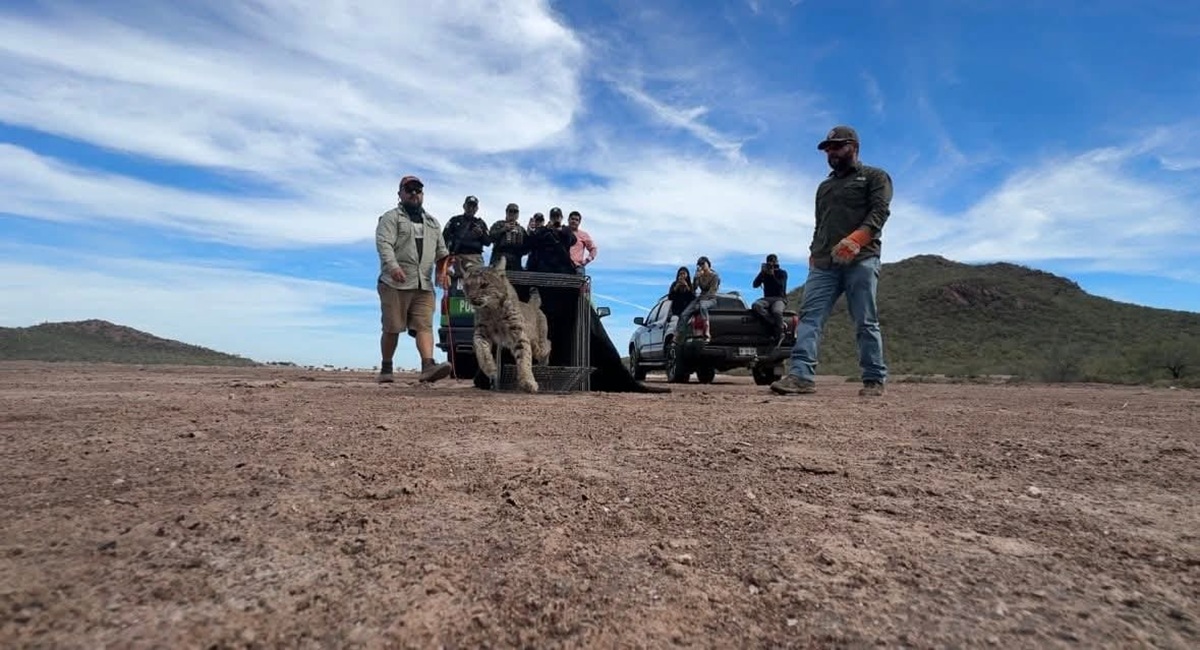 Liberan a Lince en la bahía de Navachiste