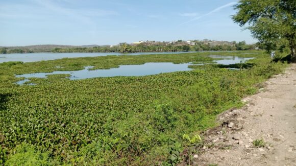Para garantizar abasto de agua en Mazatlán, Sinaloa, Jumapam intensifica retiro de lirio en Dique 5
