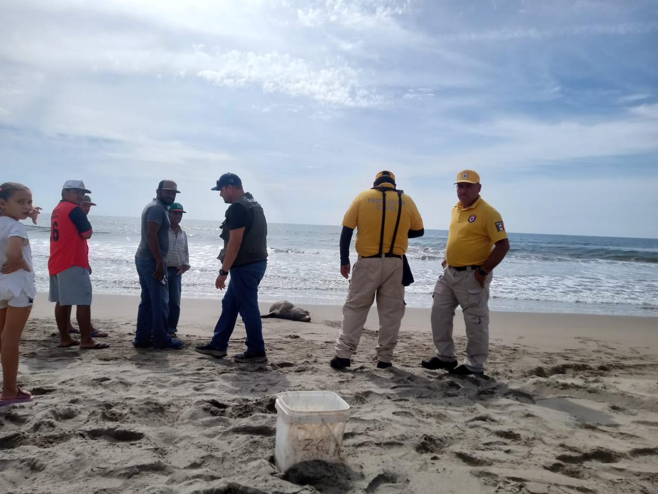 Lobo marino rescatado en playa de Rosario