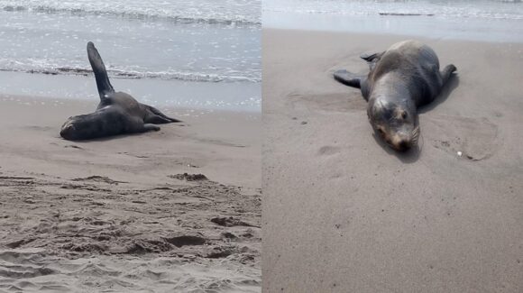 ¡Tenía restos de redes en el hocico! Rescatan lobo marino en playa de Rosario, Sinaloa y logra regresar al mar