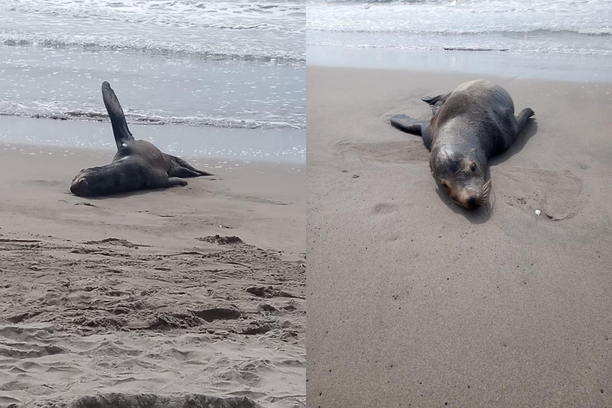 Lobo marino rescatado en playa de Rosario