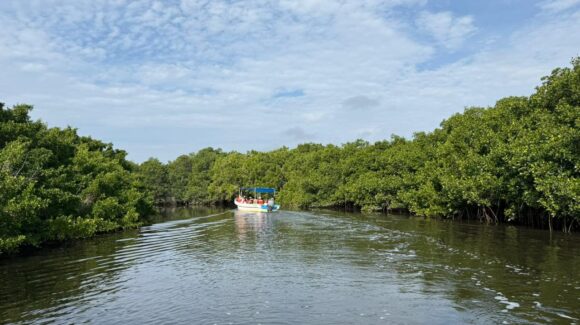 Manglares como aula natural: Sectur apuesta por un turismo más consciente en Mazatlán, Sinaloa
