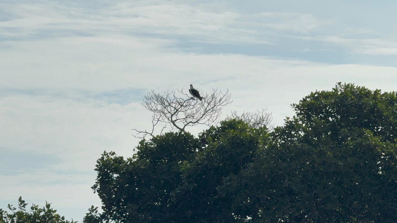 Manglares como aula natural