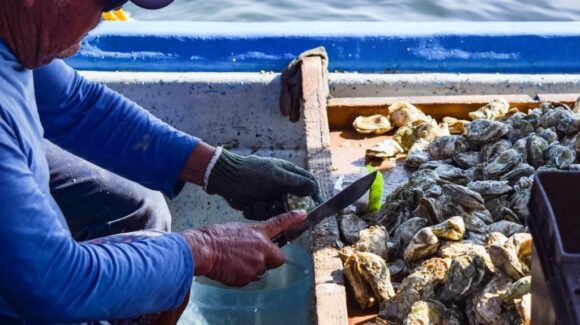 Cierran la barra de Teacapán, Escuinapa, Sinaloa por presencia de saxitoxina