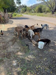 Perros abandonados