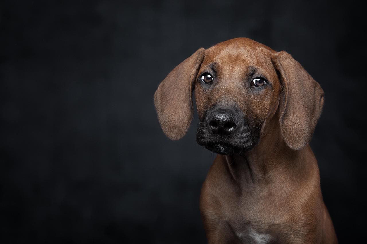 perro sin hogar