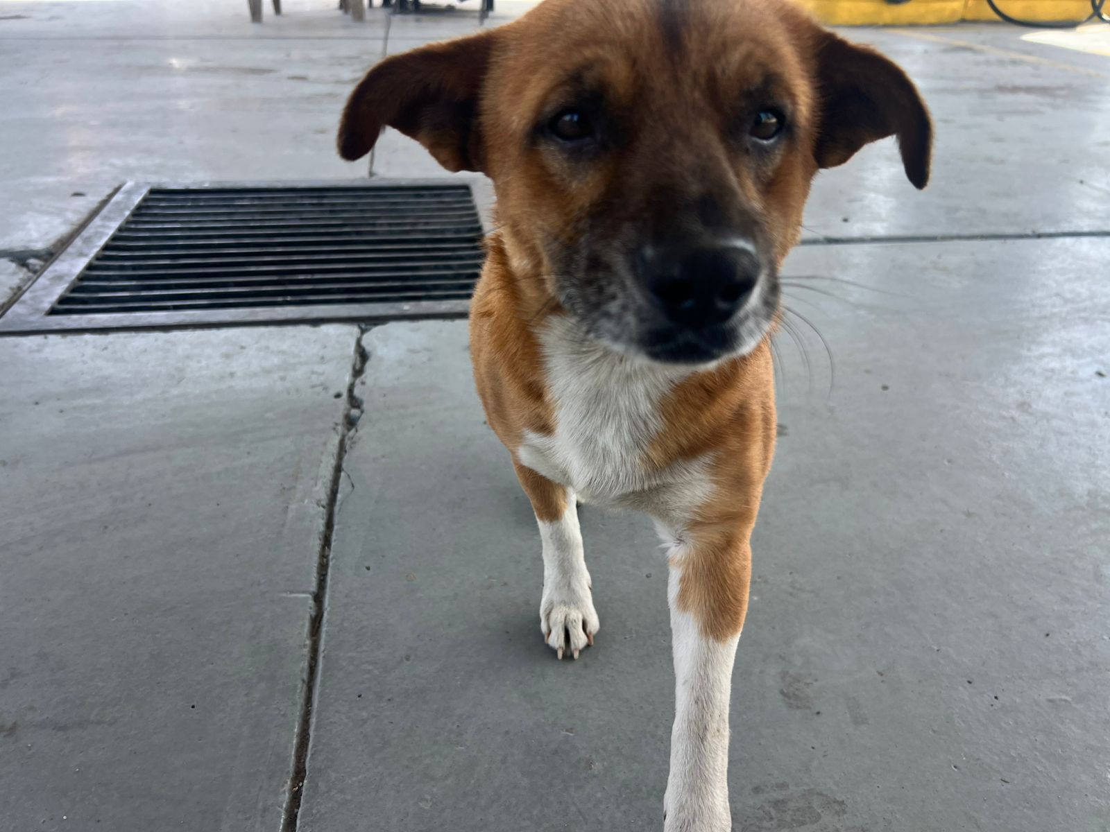 perro sin hogar