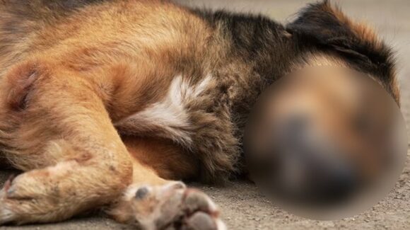Autoridades investigan envenenamiento de más de 20 perros comunitarios, en Durango